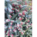 Ялиця іспанська Глаука продам саджанець, висота 100+ см, продам ялицю Glauca