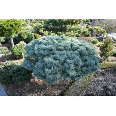 Ялиця Пігельмі продам саджанець, штамб, висота 30-40 см, продам ялицю Piggelmee