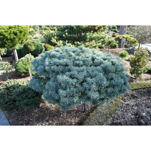 Ялиця Пігельмі продам саджанець, штамб, висота 30-40 см, продам ялицю Piggelmee