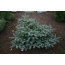 Ялиця Блю Емперор продам саджанець, висота 60-70 см, продам ялицю Blue Emperor