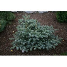 Ялиця Блю Емперор продам саджанець, висота 60-70 см, продам ялицю Blue Emperor