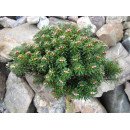 Ялиця Веленсайд продам саджанець, штамб 20 см, продам  ялицю Wellenseid