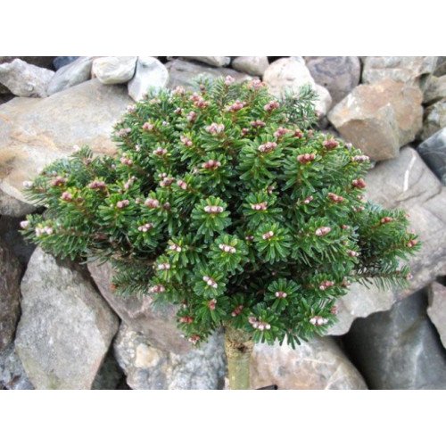 Ялиця Веленсайд продам саджанець, штамб 20 см, продам  ялицю Wellenseid