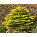 Ялиця Голден Спредерер продам саджанець, висота 30 см, продам ялицю Golden Spreader