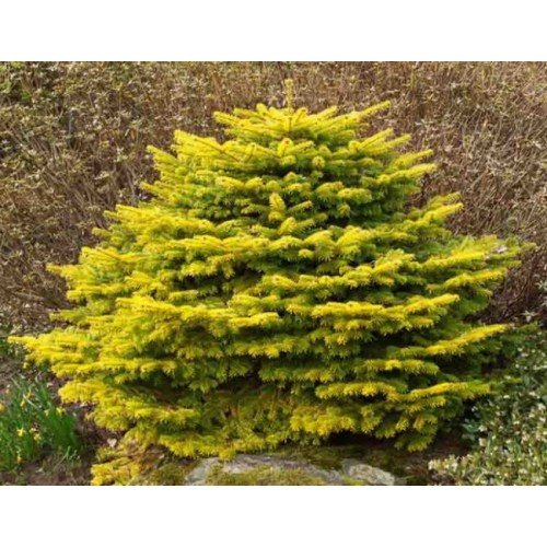 Ялиця Голден Спредерер продам саджанець, висота 30 см, продам ялицю Golden Spreader