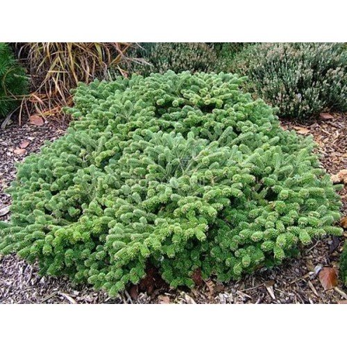 Ялиця Мюнстерленд продам саджанець, діаметр крони 40-50 см, продам ялицю Munsterland