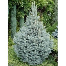 Ялиця Аргентеа продам саджанець, висота 120 см, продам ялицю Argentea