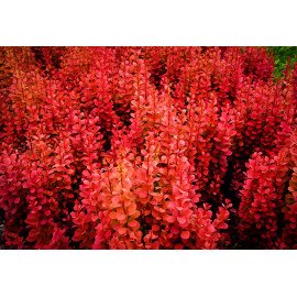 Барбарис Оранж Рокет продам саджанець, Контейнер Р9, висота 40-50 см, продам барбарис Orange Rocket