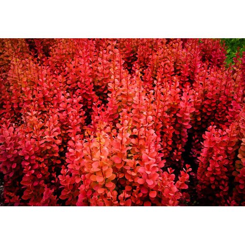 Барбарис Оранж Рокет продам саджанець, Контейнер Р9, висота 40-50 см, продам барбарис Orange Rocket