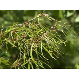 Бук Мерседес продам саджанець, висота 180+ см, продам саджанець бука Mercedes