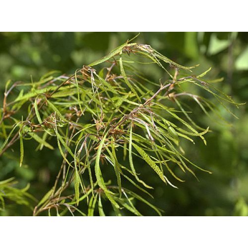 Бук Мерседес продам саджанець, висота 180+ см, продам саджанець бука Mercedes