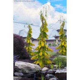 Кипарисовик Філіпс Голден Тірс продам саджанець, куплю кипарисовик Fillips Golden Tears