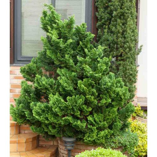 Кипарисовик Нана Граціліс продам саджанець, висота 10-15 см, продам кипарисовик Nana Gracilis