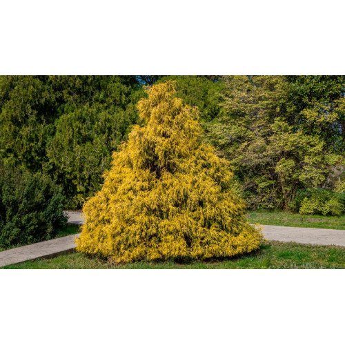 Кипарисовик Філіфера Ауреа продам саджанець, висота 15-20 см, продам кипарисовик Filifera Aurea