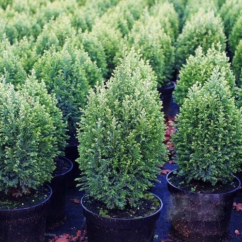 Продам кипарисовик Сноу Вайт на штамбі, висота штамба 100 см, продам кипарисовик Snow White