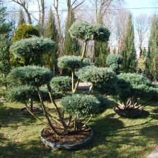 Нівакі з ялівця Хетц продам  саджанець, висота 130-140 см, продам нівакі з ялівця Хетц