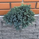 Ялівець Блю Стар продам саджанець, штамб 100 см,  продам ялівець Blue Star