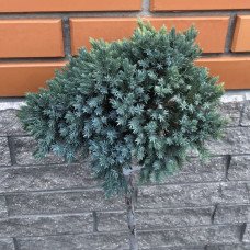 Ялівець Блю Стар продам саджанець, штамб 100 см,  продам ялівець Blue Star