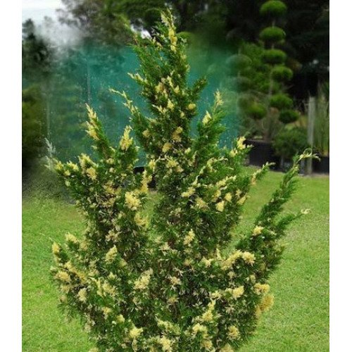 Ялівець Стрікта Варієгата продам нівакі 180+ см, продам ялівець Stricta Variegata