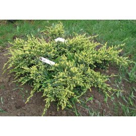 Ялівець Дрім Джой продам саджанець, контейнер 3л, продам ялівець Dream Joy