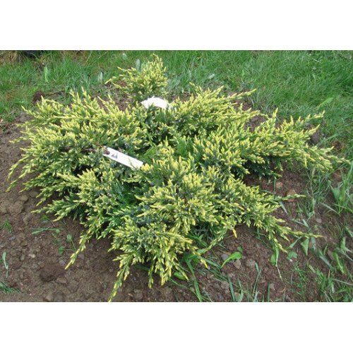 Ялівець Дрім Джой продам саджанець, контейнер 3л, продам ялівець Dream Joy