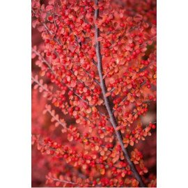 Кизильник горизонтальний продам саджанець, продам садажнець кизильника Cotoneaster horizontalis