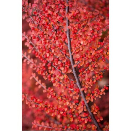 Кизильник горизонтальний продам саджанець, продам садажнець кизильника Cotoneaster horizontalis