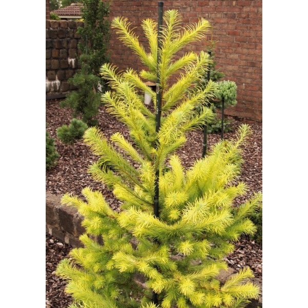 Модрина Меджік Голд продам садажнець, висота штамбу 100 см, продам модрину Magic Gold