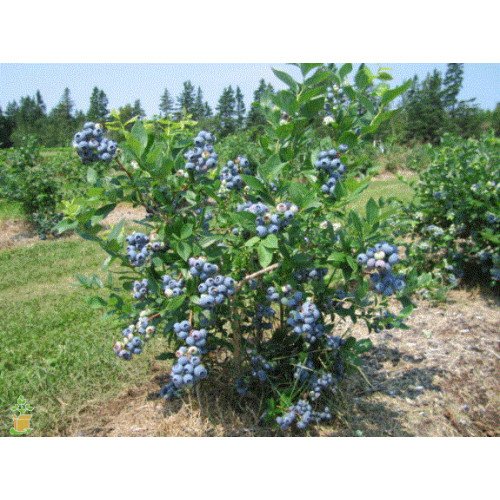 Лохина Блюкроп продам саджанець, висота 40-50 см, продам саджанець лохини Bluecrop