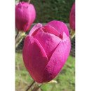 Магнолія Блек Туліп продам саджанець, куплю магнолію Black Tulip