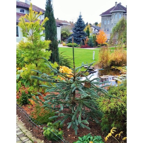 Ялина Snake продам саджанець, висота 50 см, продам ялину Snake