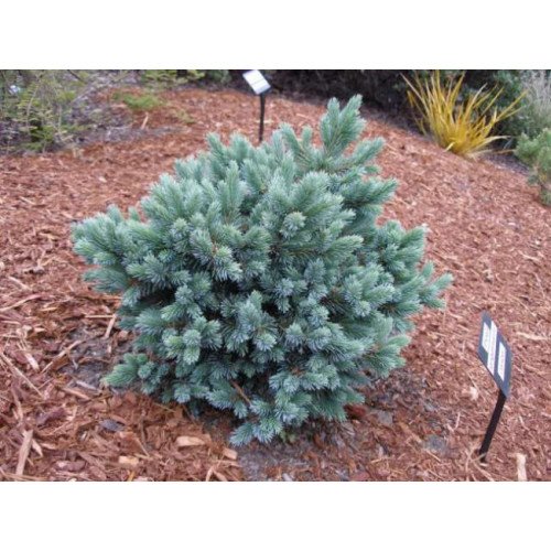 Ялина Блю Стар продам саджанець, висота 90-100 см, продам ялину Blue Star