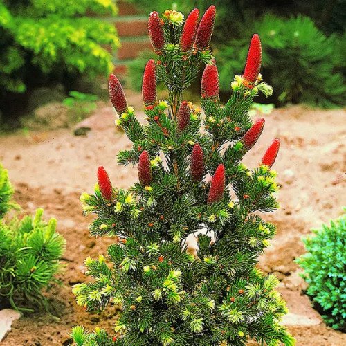 Ялина Лакі Страйк продам саджанець, висота 40 см, продам ялину Lucky Strike