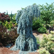 Ялина Зе Блюз продам саджанець, висота 30 см, продам ялину The Blues