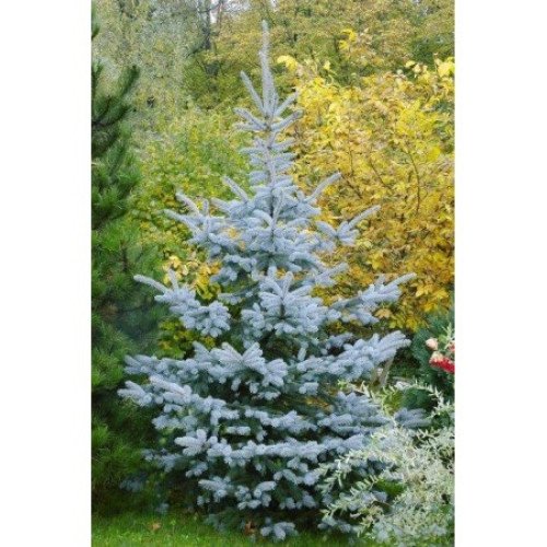 Ялина Едіт продам саджанець, куплю саджанець ялини Edith