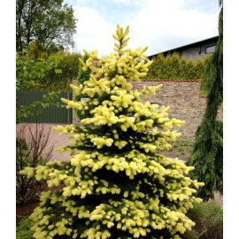 Ялина Майголд продам саджанець, висота 30-40 см, продам ялину Maigold