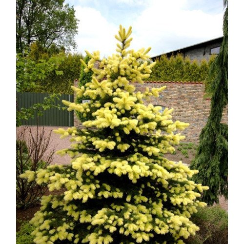 Ялина Майголд продам саджанець, висота 30-40 см, продам ялину Maigold