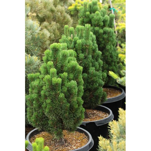 Сосна Анджей продам саджанець, висота 50-60 см, продам сосну Andrzej