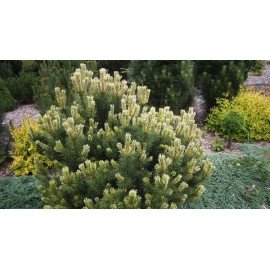 Сосна Саншайн продам саджанець, висота 15-20 см, продам сосну Sunshine