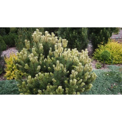 Сосна Саншайн продам саджанець, висота 15-20 см, продам сосну Sunshine