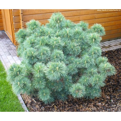 Сосна Радіата продам саджанець, висота 50-60 см, продам сосну Radiata