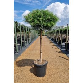 Сосна Брепо продам саджанець, висота 15-20 см, продам сосну Brepo