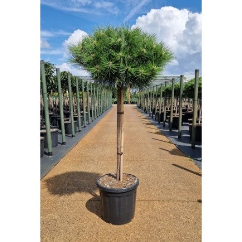 Сосна Брепо продам саджанець, висота 15-20 см, продам сосну Brepo