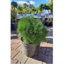 Сосна чорна Глобоза продам саджанець, контейнер 7.5 л, продам сосну чорну Globosa