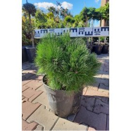 Сосна чорна Глобоза продам саджанець, контейнер 7.5 л, продам сосну чорну Globosa