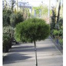 Сосна Марі Брего продам саджанець, штамб, продам сосну Marie Bregeon