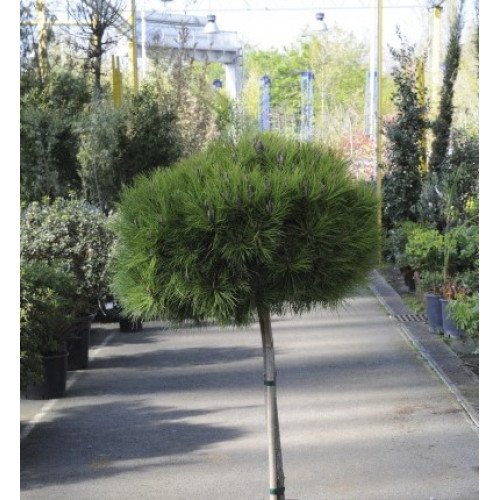 Сосна Марі Брего продам саджанець, штамб, продам сосну Marie Bregeon