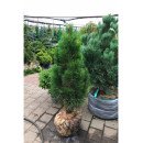 Сосна Грін Тауер продам саджанець, висота 75 см, продам сосну Green Tower