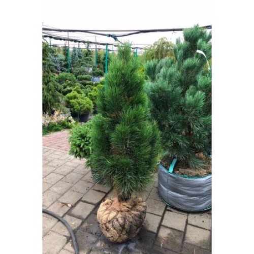 Сосна Грін Тауер продам саджанець, висота 75 см, продам сосну Green Tower