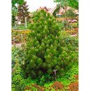 Сосна Компакт Джем продам саджанець, висота 50-60 см, продам саджанець сосни Compact Gem